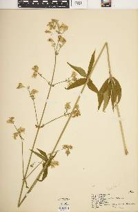 Silene stellata image