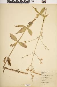 Silene stellata image