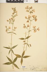 Silene stellata image