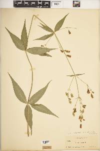 Silene stellata image