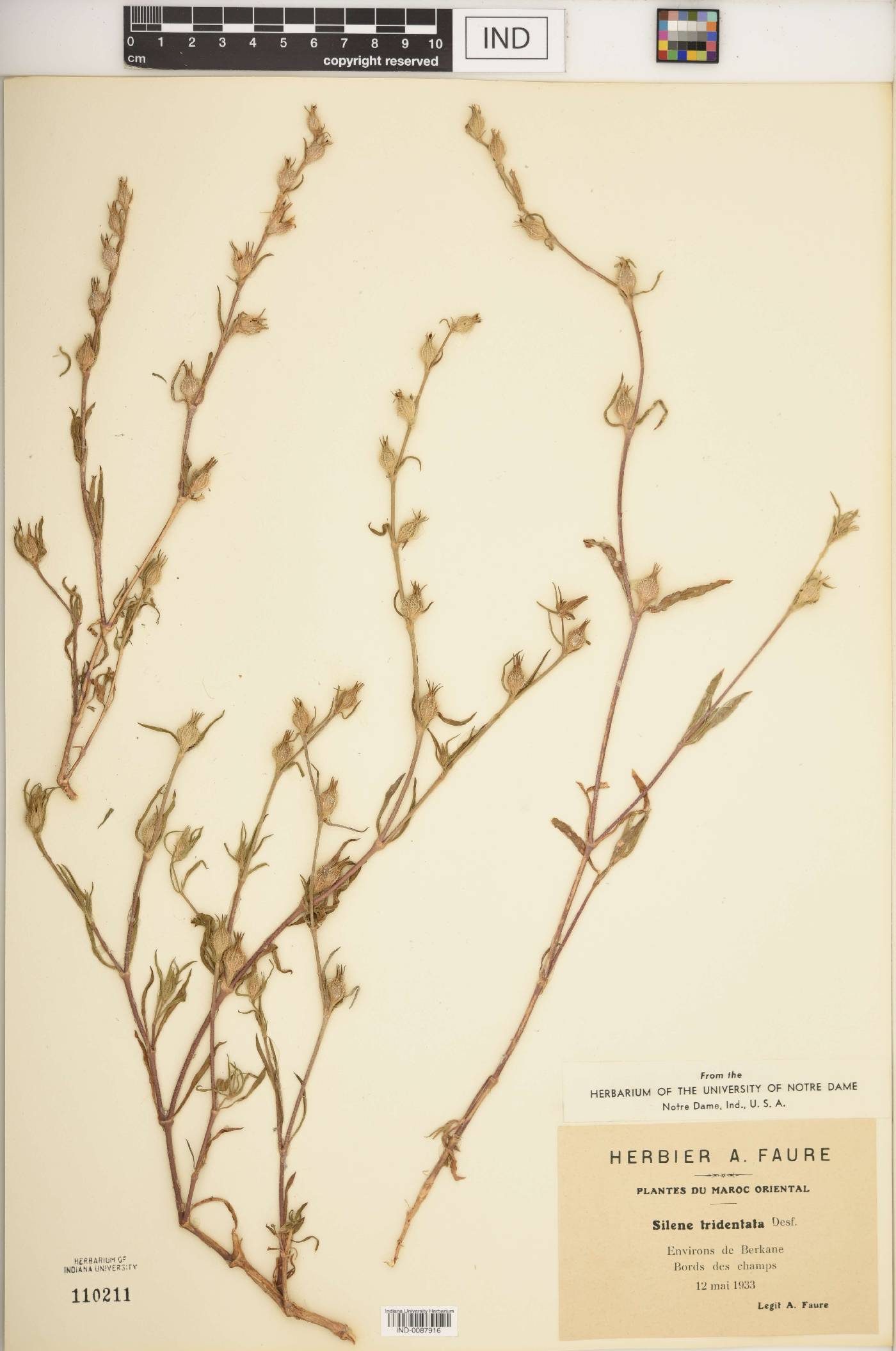 Silene tridentata image