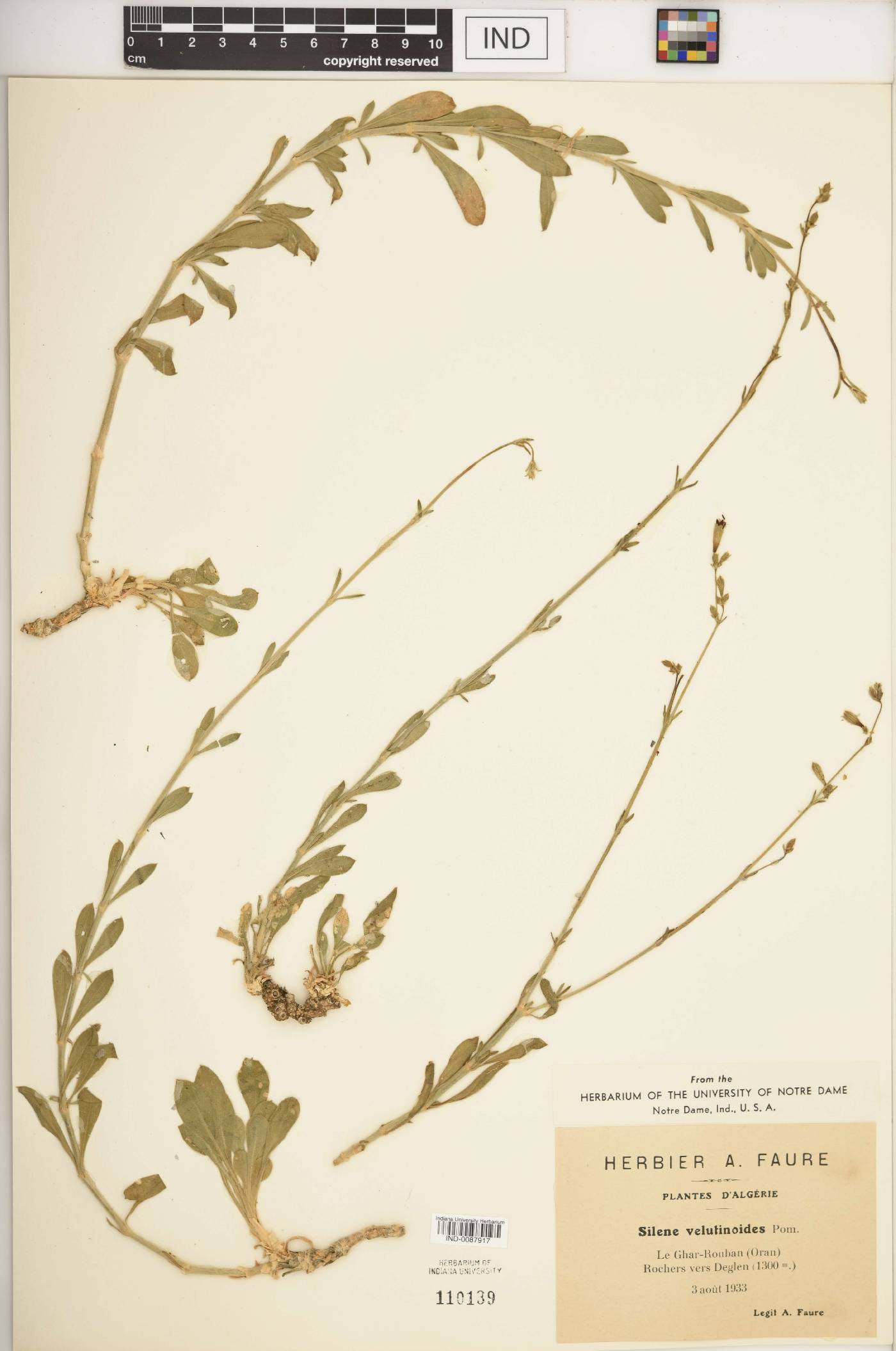 Silene velutinoides image