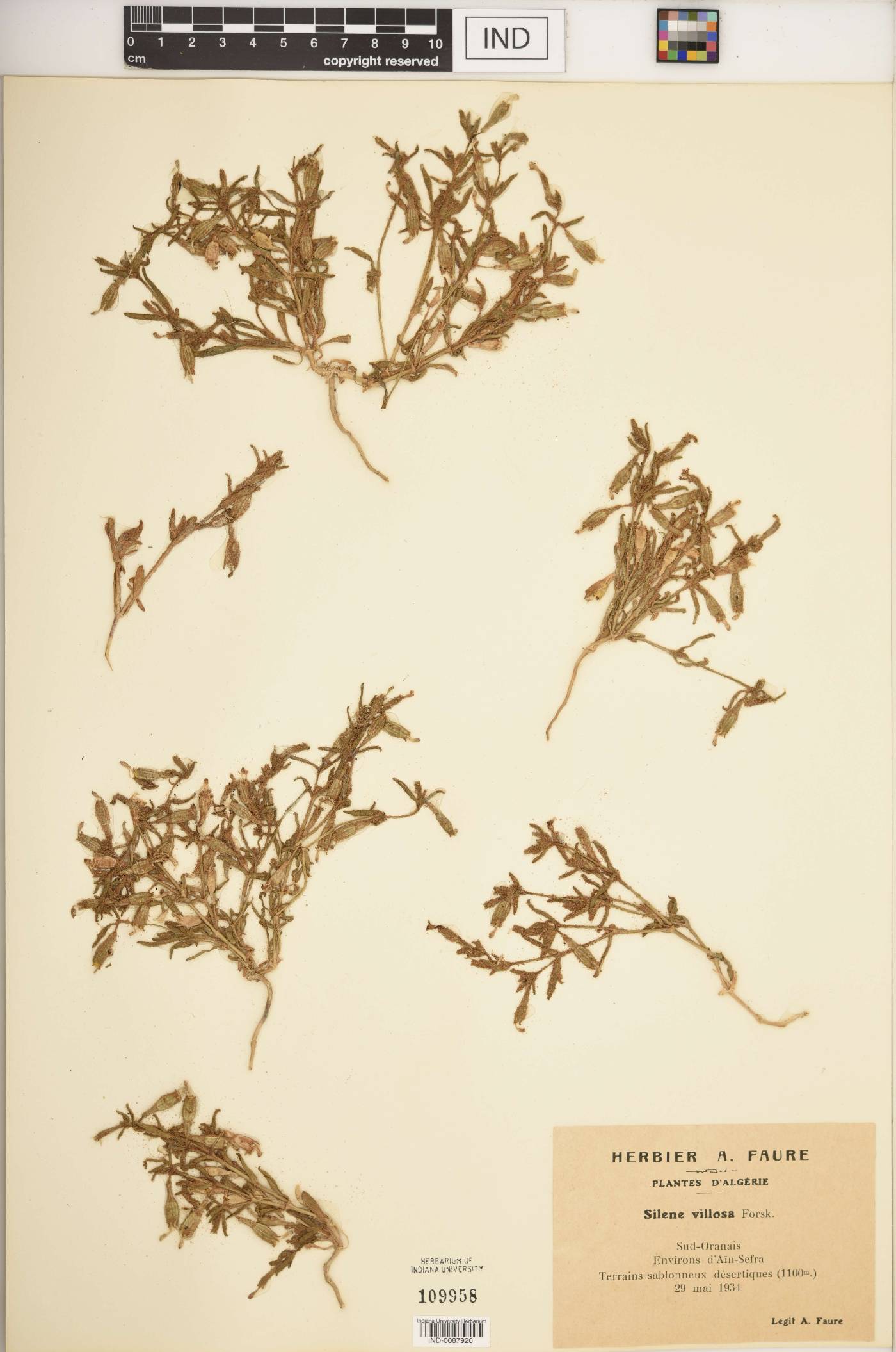 Silene villosa image