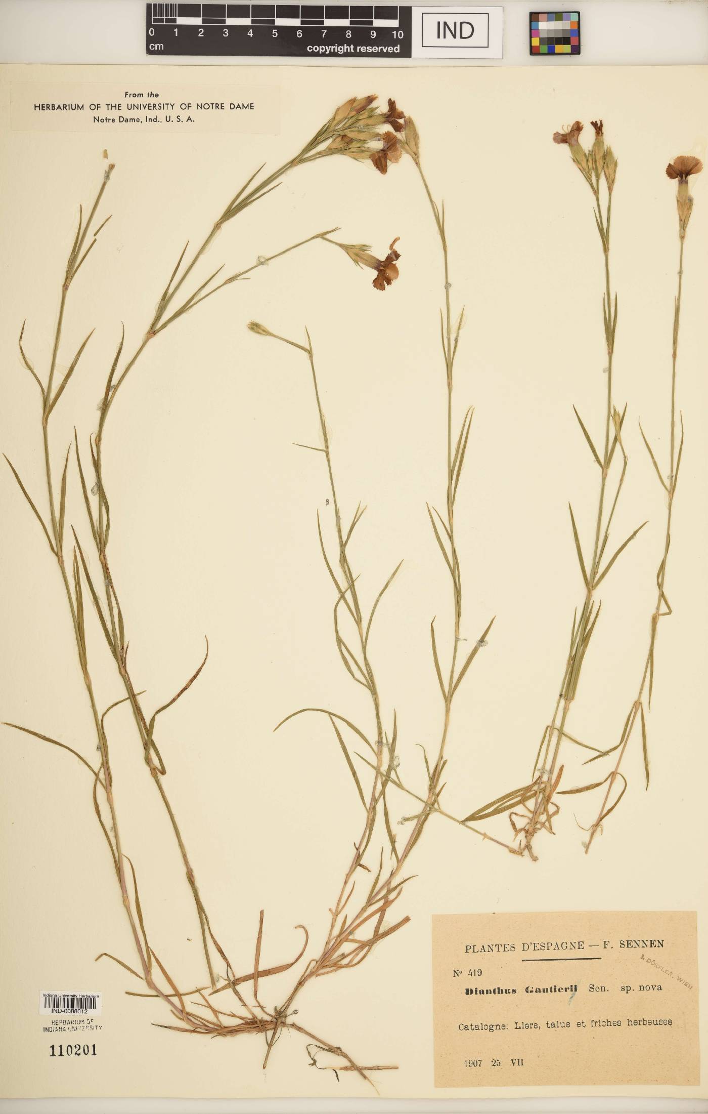 Dianthus gelidus image