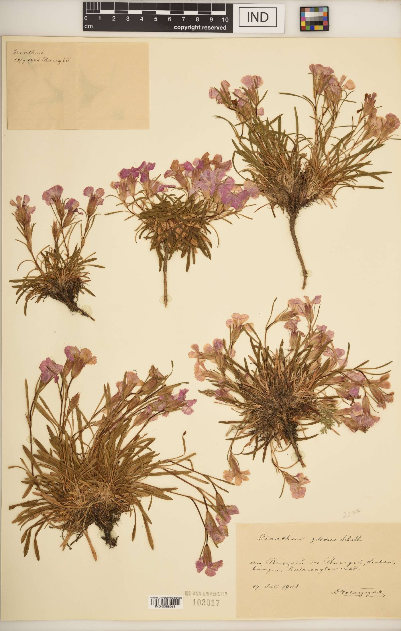 Dianthus gelidus image