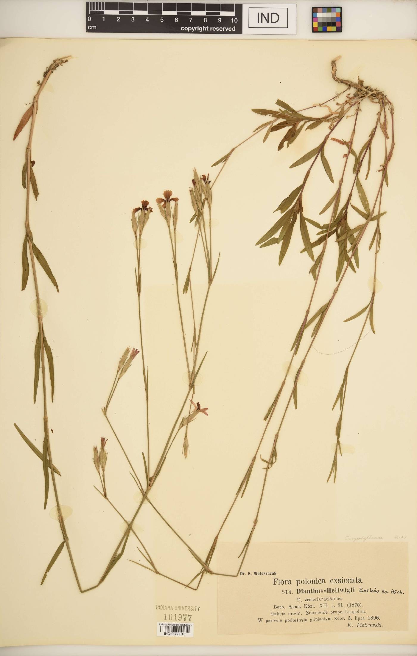 Dianthus × hellwigii image