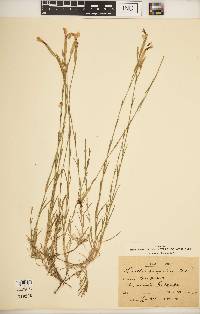 Image of Dianthus hungaricus