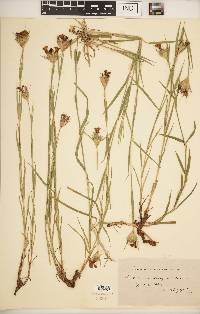 Dianthus liburnicus image