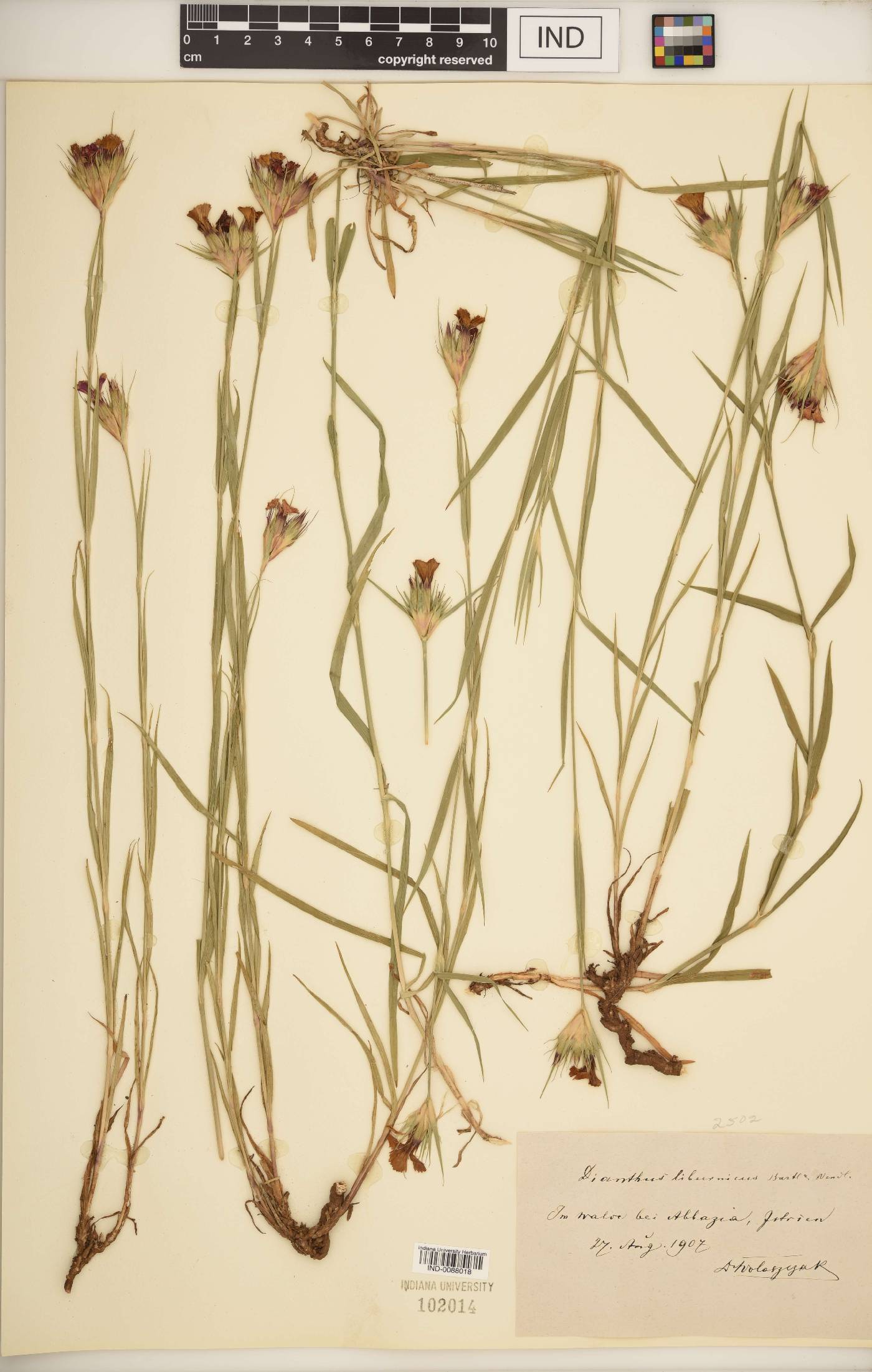 Dianthus liburnicus image