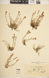 Dianthus nardiformis image