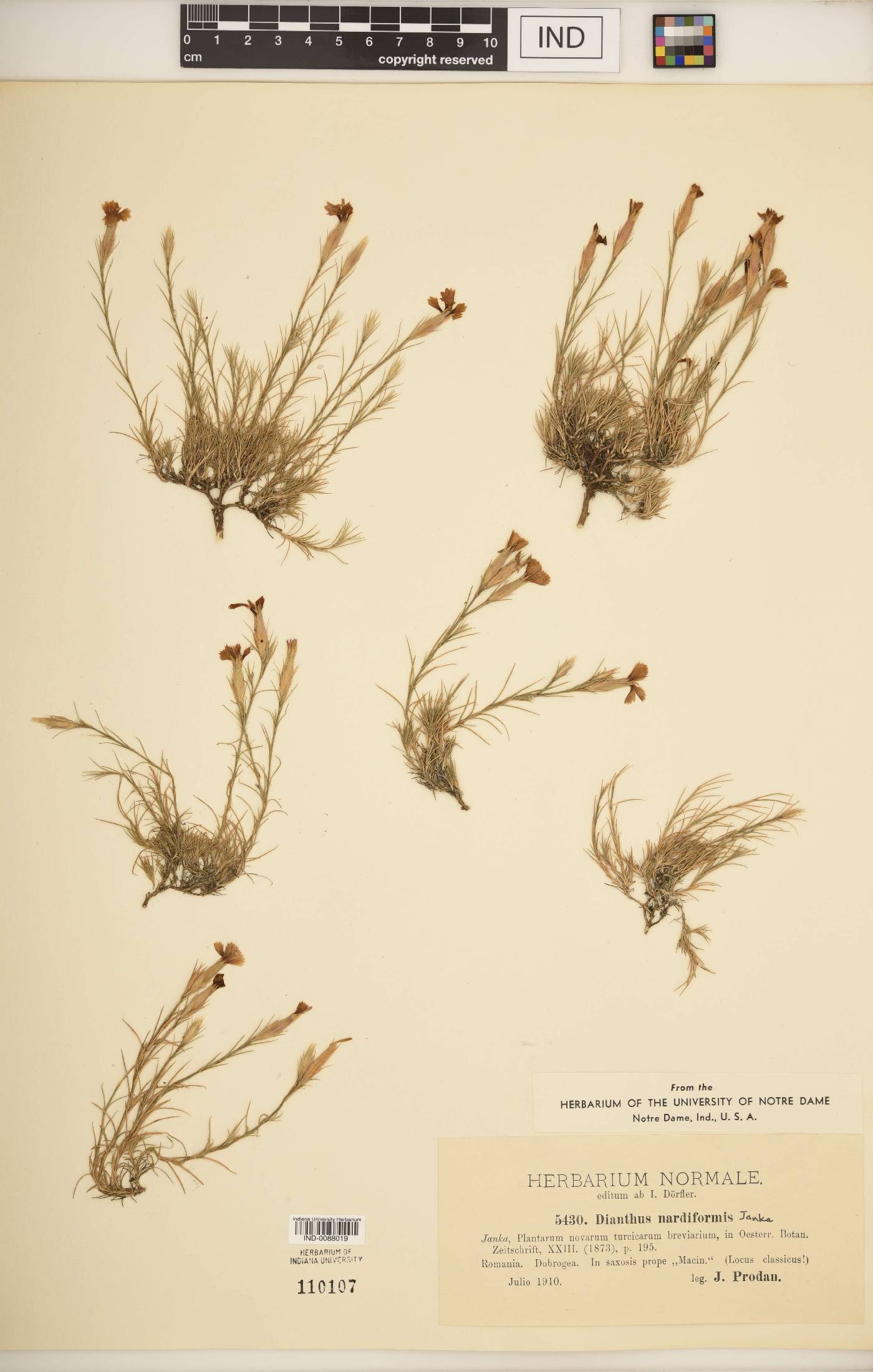 Dianthus nardiformis image