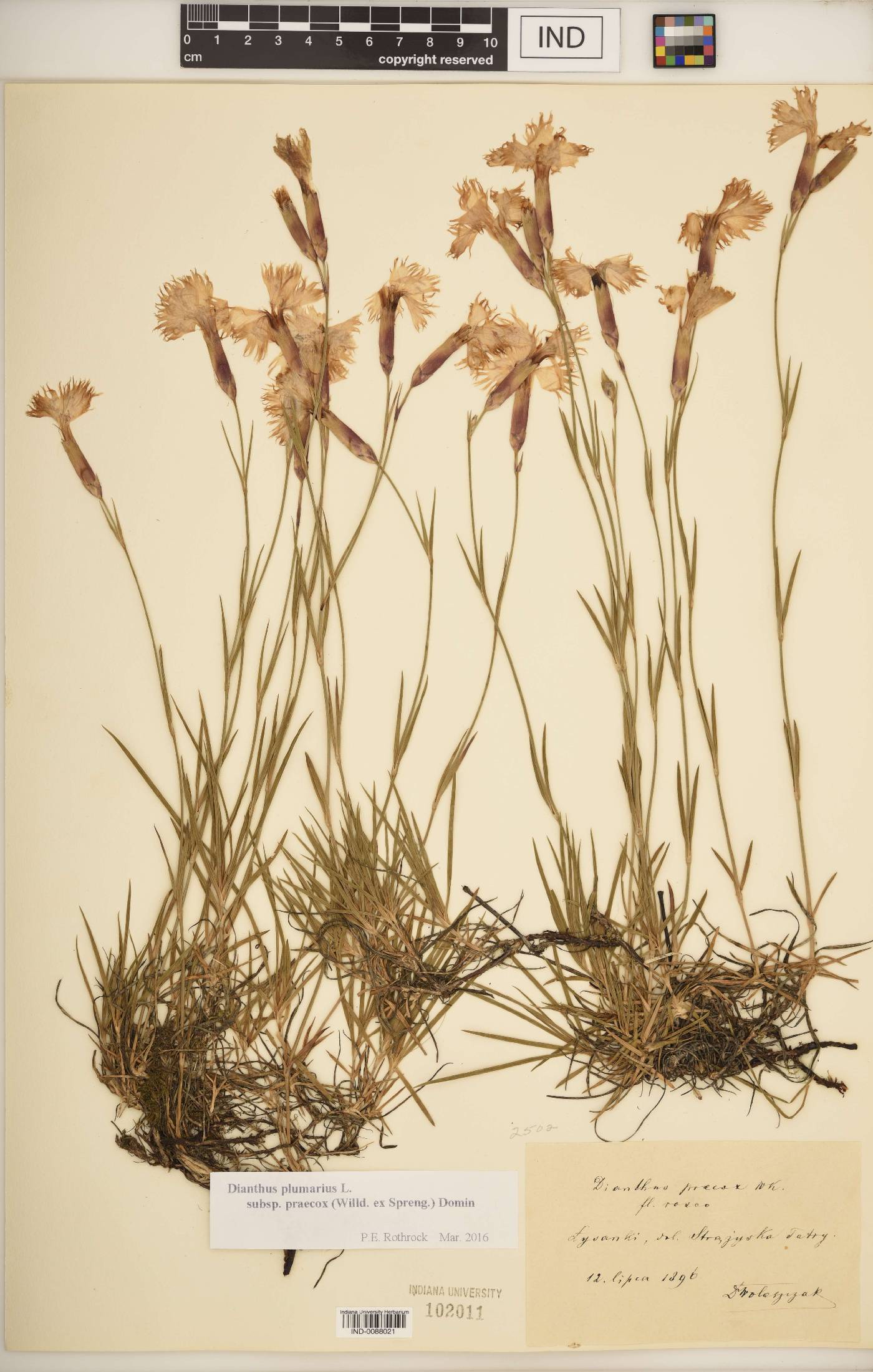 Dianthus plumarius subsp. praecox image