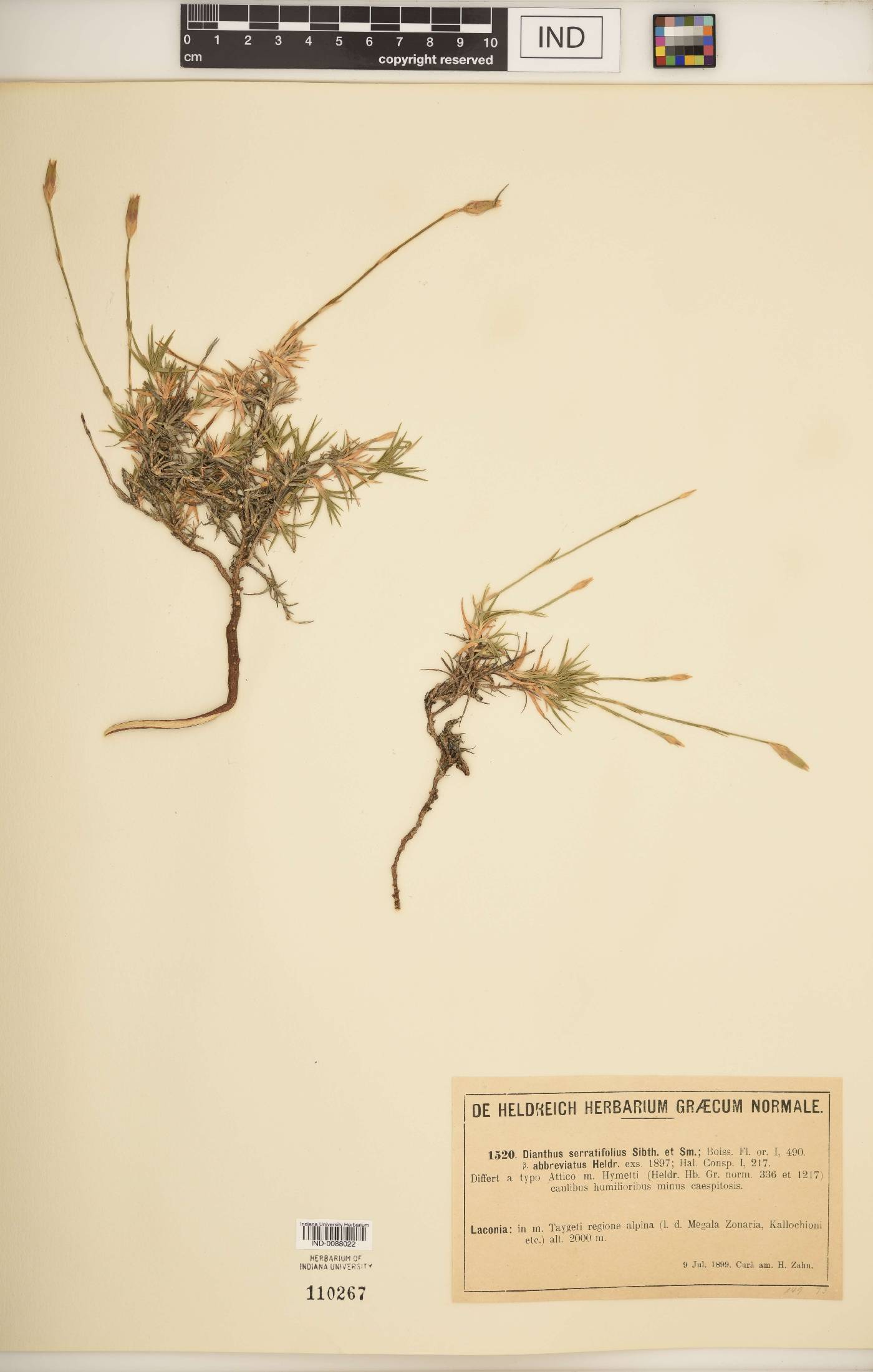 Dianthus serratifolius image