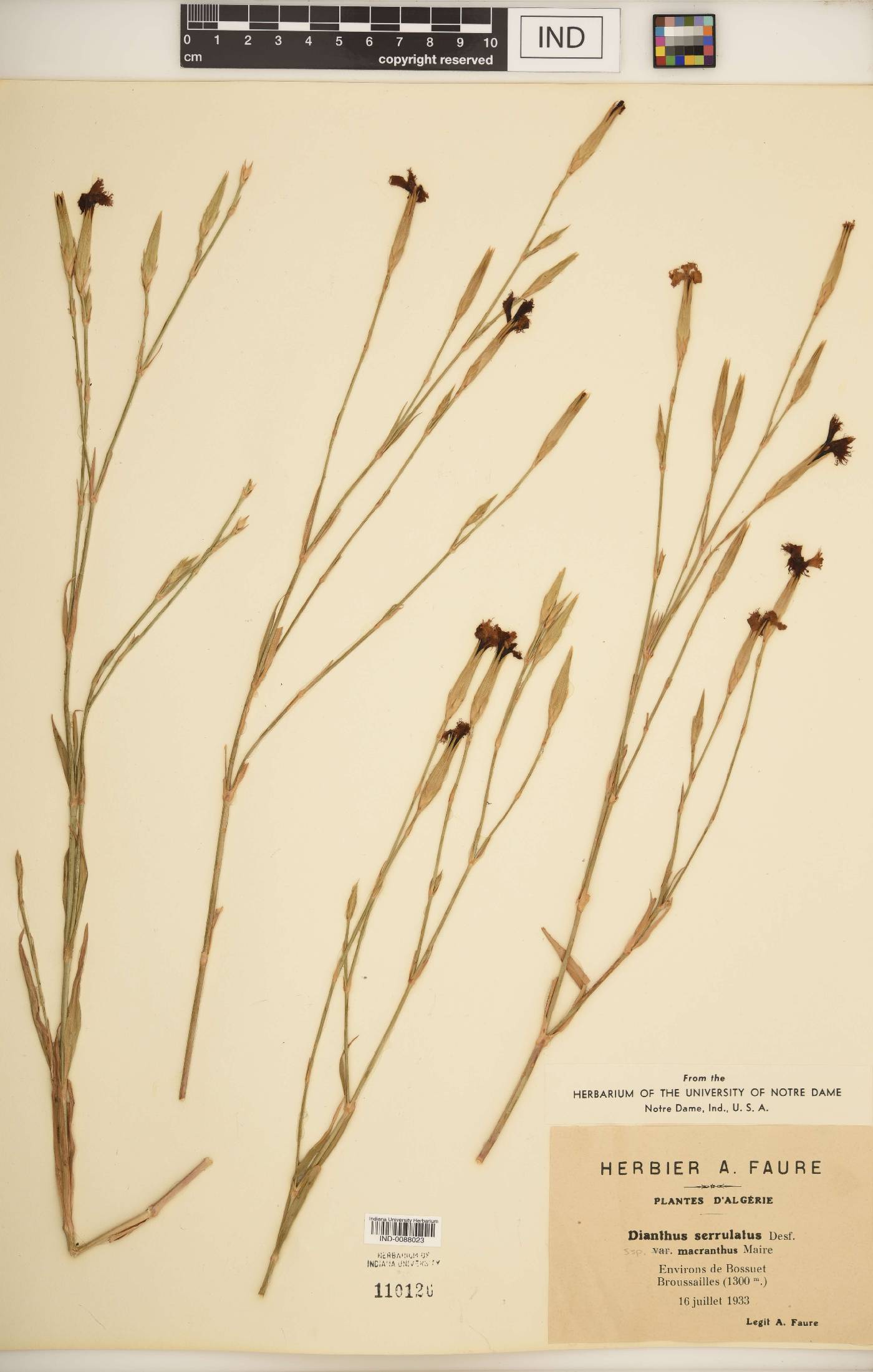 Dianthus serrulatus image