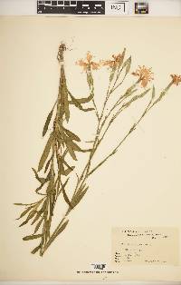 Dianthus superbus image