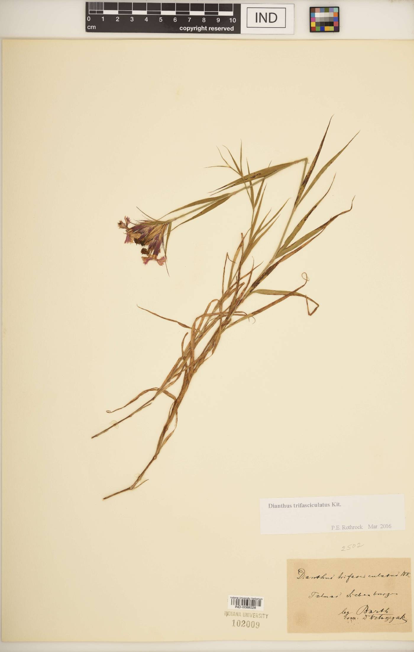 Dianthus trifasciculatus image