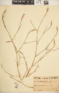 Image of Dianthus tripunctatus