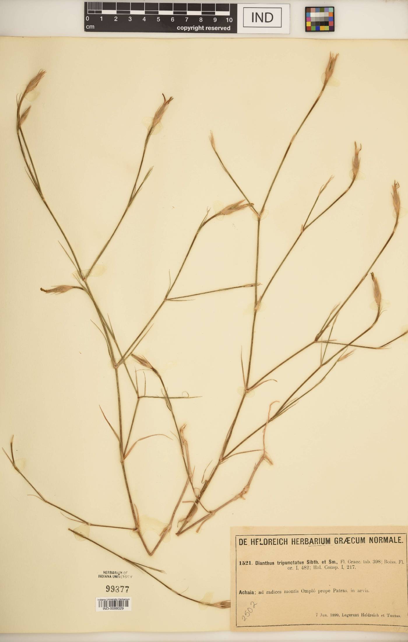 Dianthus tripunctatus image
