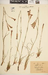 Image of Dianthus virgineus