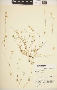 Holosteum umbellatum subsp. umbellatum image
