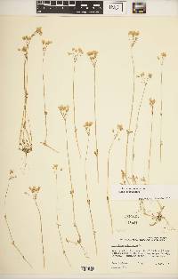 Holosteum umbellatum subsp. umbellatum image