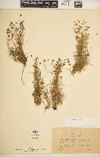 Media resource of Ixoca quadrifida