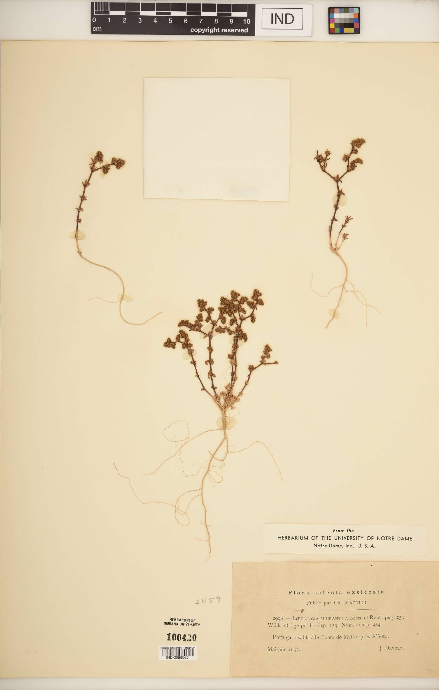 Loeflingia micrantha image