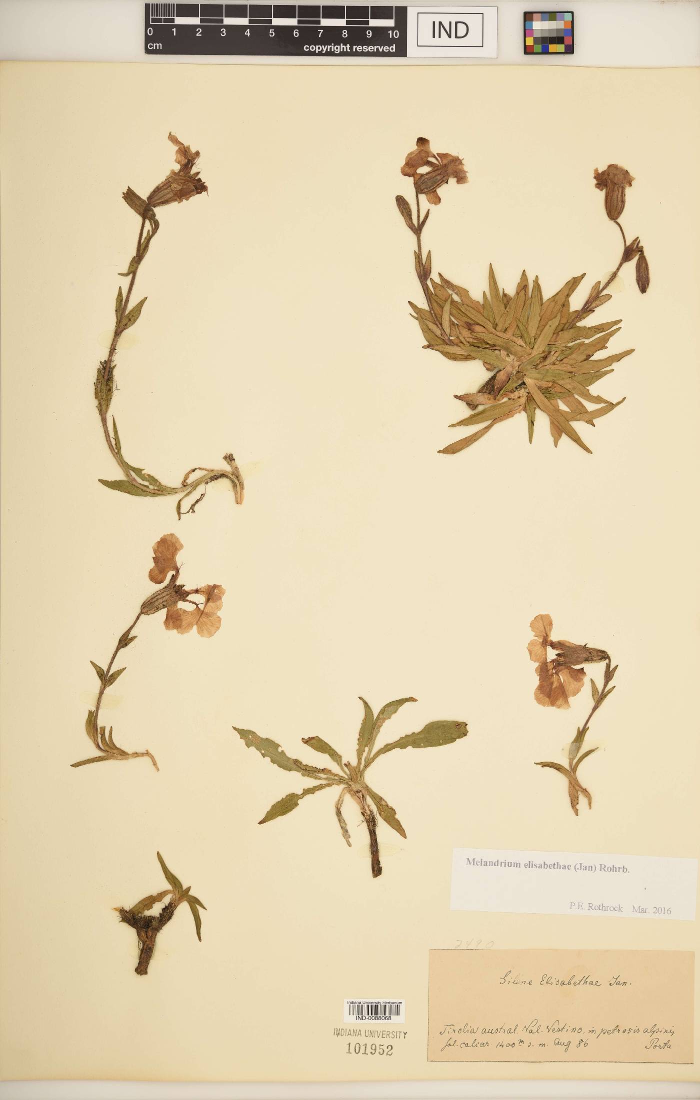 Silene elisabethae image