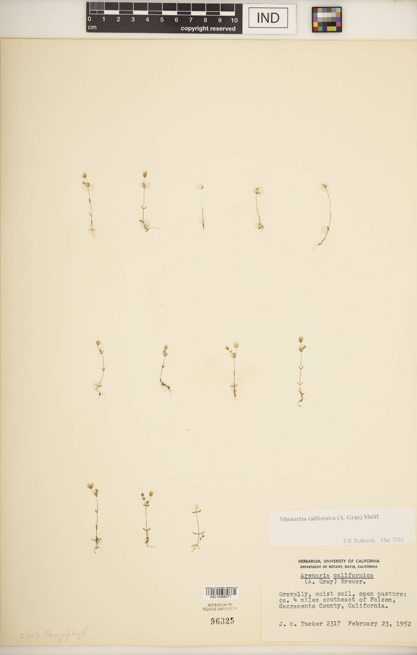 Sabulina californica image