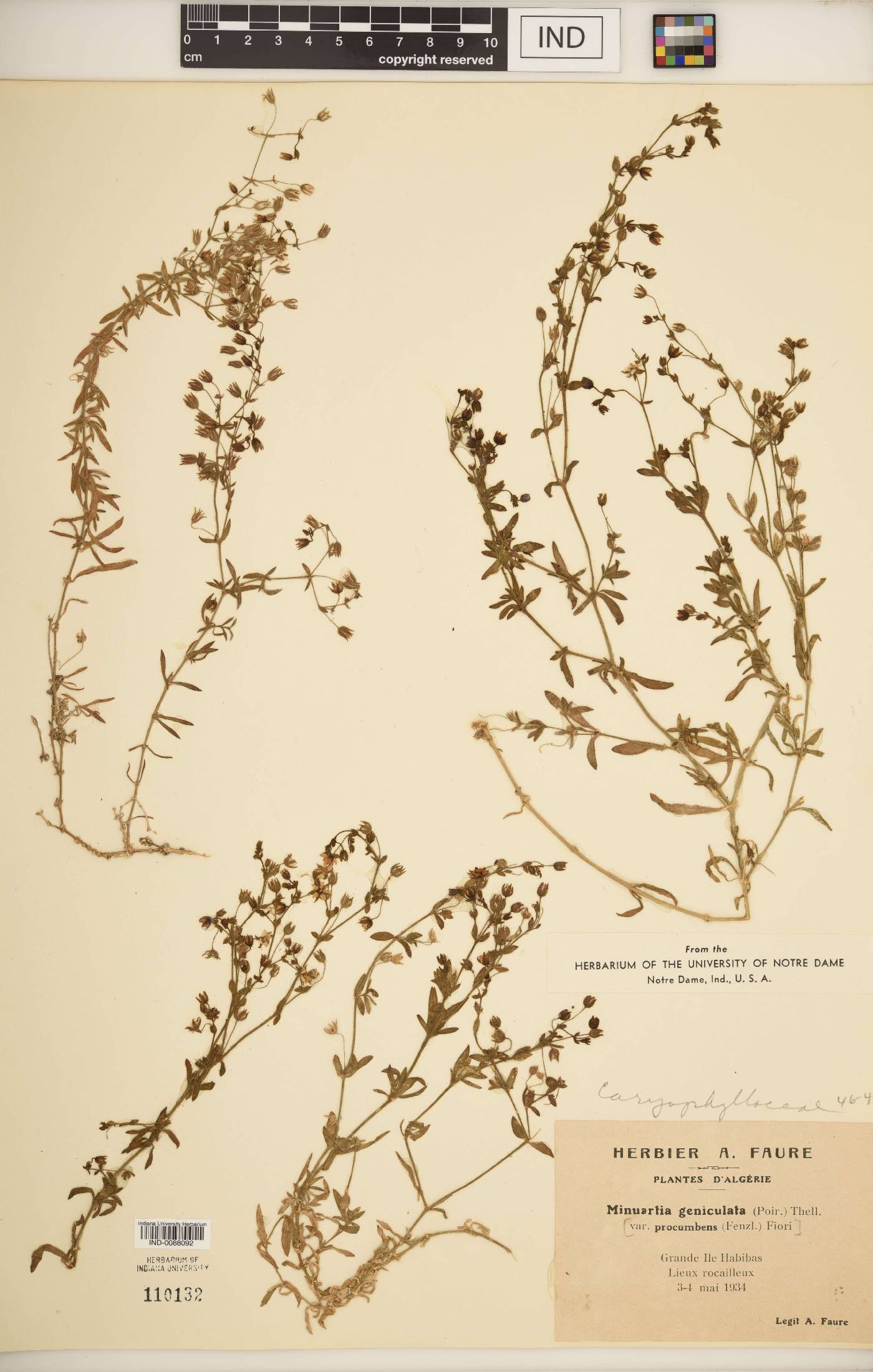 Minuartia geniculata image