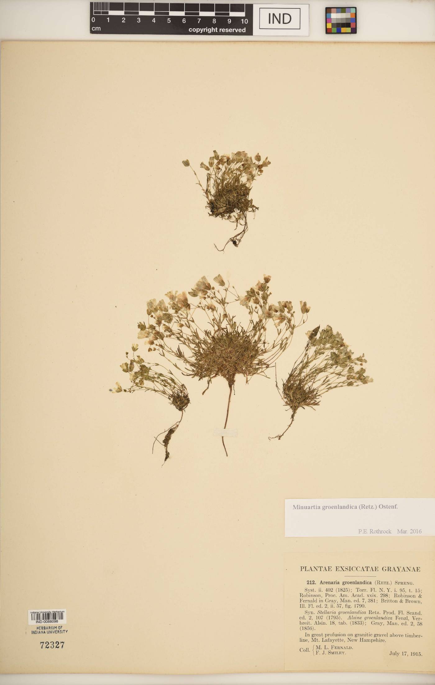 Mononeuria groenlandica image