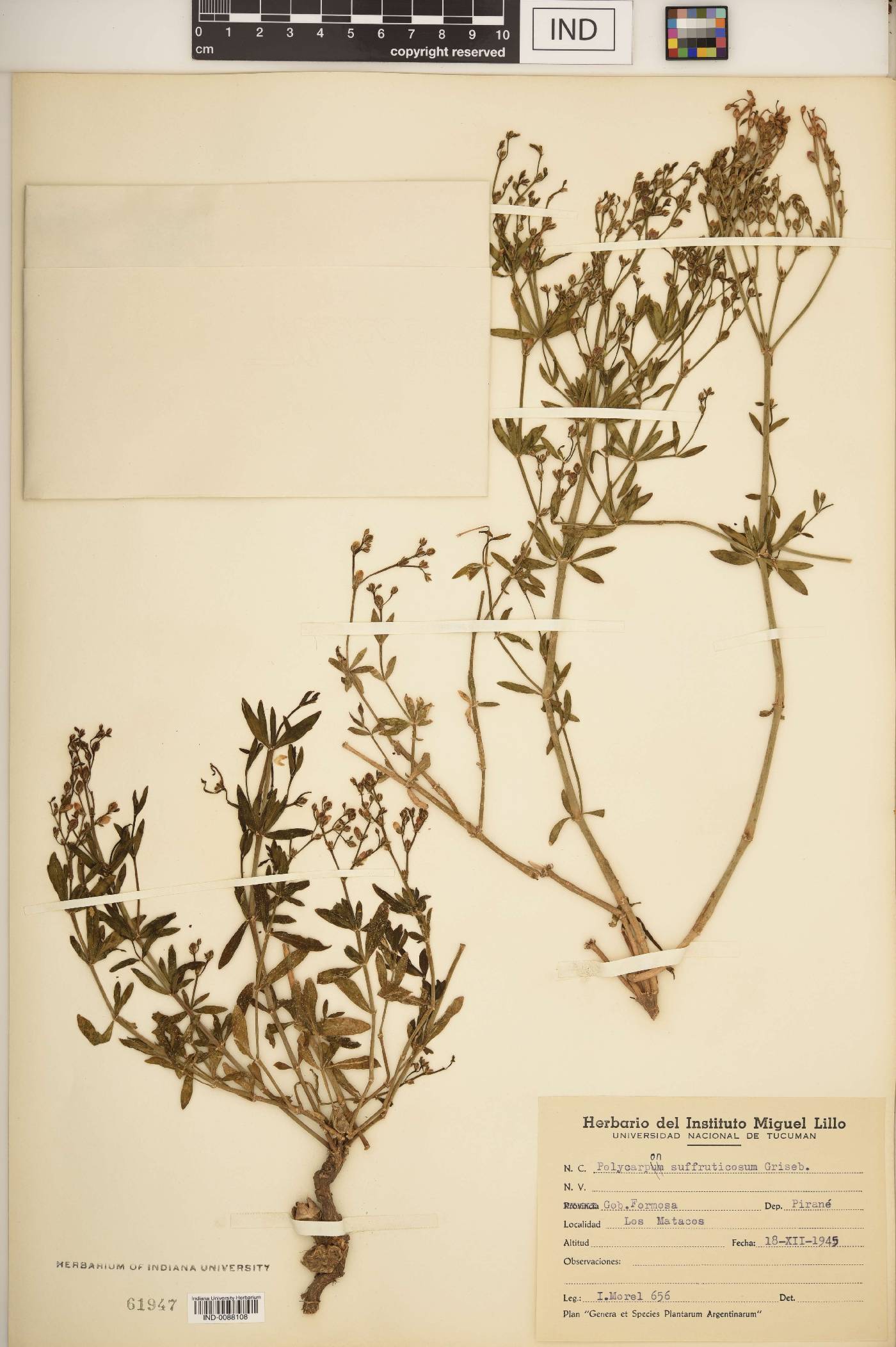 Polycarpon suffruticosum image