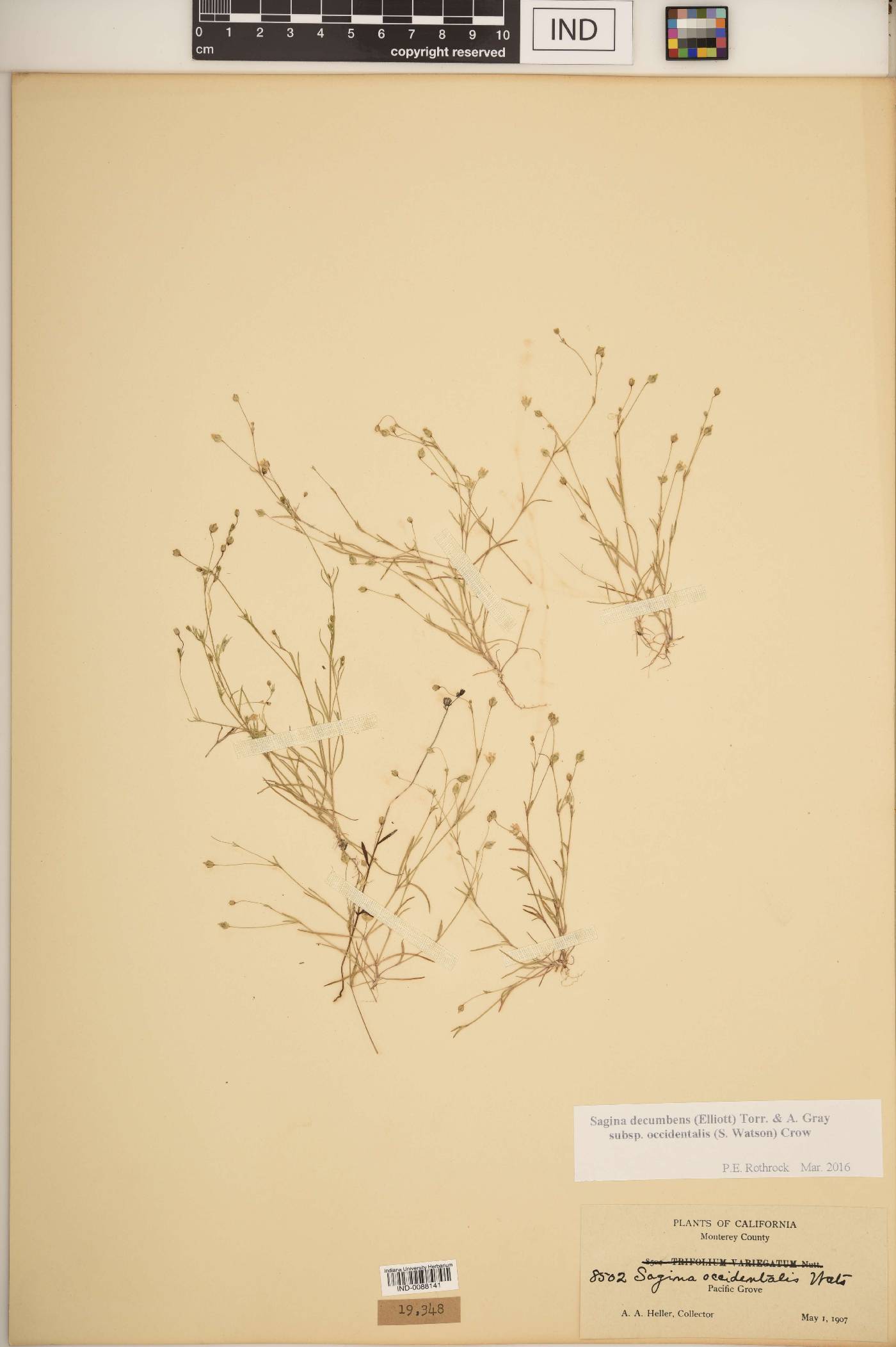 Sagina decumbens var. occidentalis image