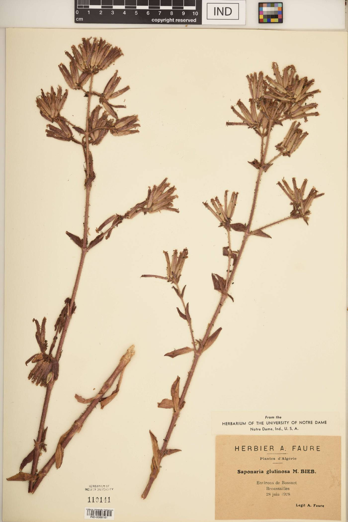 Saponaria glutinosa image