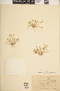 Image of Scleranthus ruscinonensis