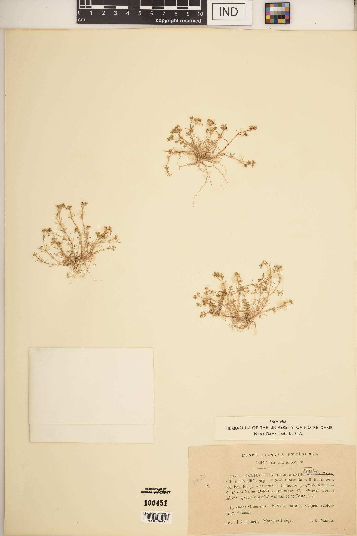 Scleranthus ruscinonensis image