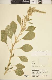 Amaranthus caudatus image