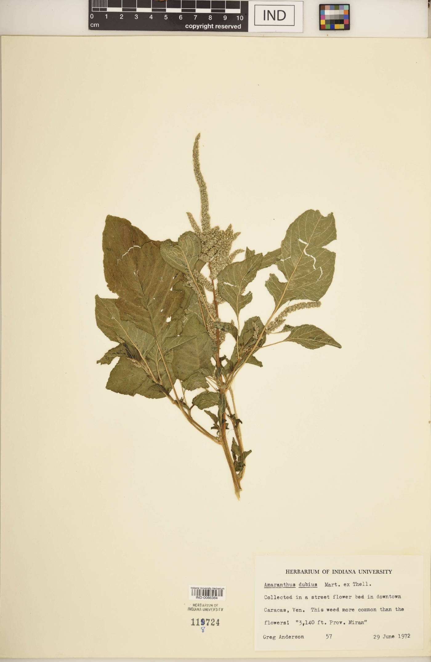 Amaranthus dubius image