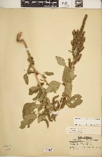 Amaranthus hybridus image