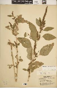 Amaranthus hybridus image