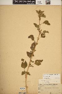 Amaranthus hybridus image