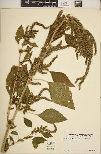 Amaranthus hybridus image