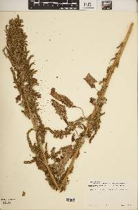 Amaranthus hybridus image