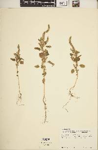 Amaranthus hybridus image