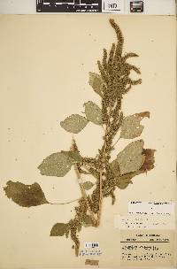 Amaranthus hybridus image