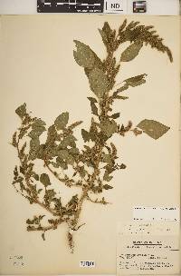 Amaranthus hybridus image