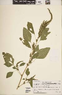 Amaranthus hybridus image