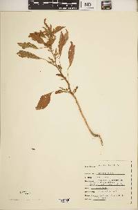 Amaranthus hybridus image