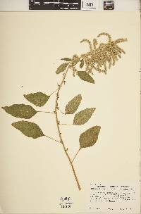 Amaranthus hybridus image