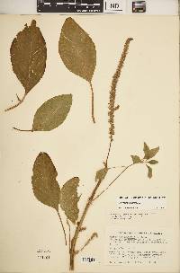 Amaranthus hybridus image